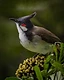 Perched gracefully among the clustered flowers of the miagos bush, the red-whiskered bulbul pauses in quiet observation.