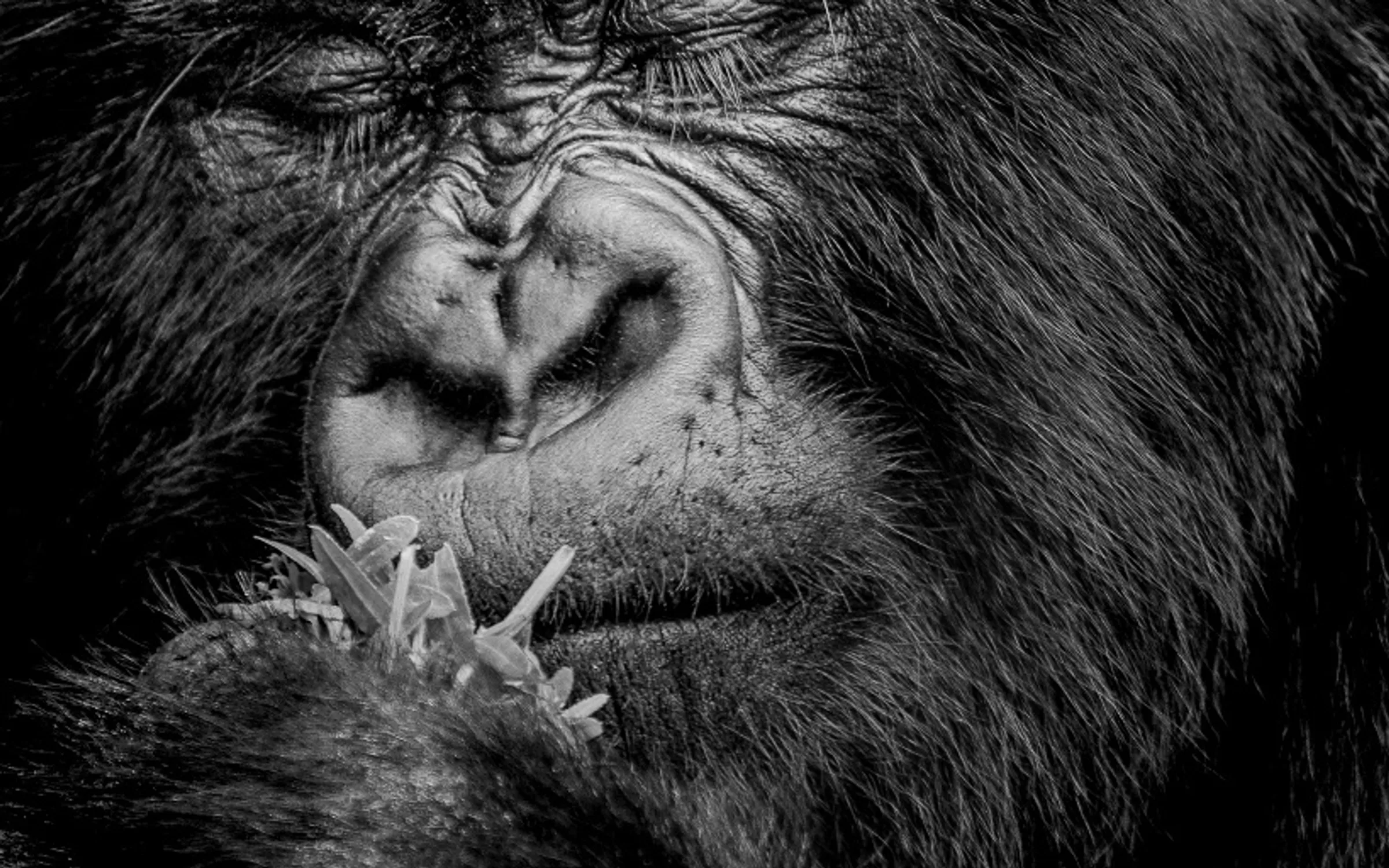 A close-up black-and-white portrait of a gorilla with eyes closed, holding vegetation to its mouth — FRAME 001, Calm Before the Chew