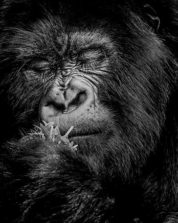 A mountan gorilla pauses in quiet contemplation, eyes gently closed before as it savors a simple meal.