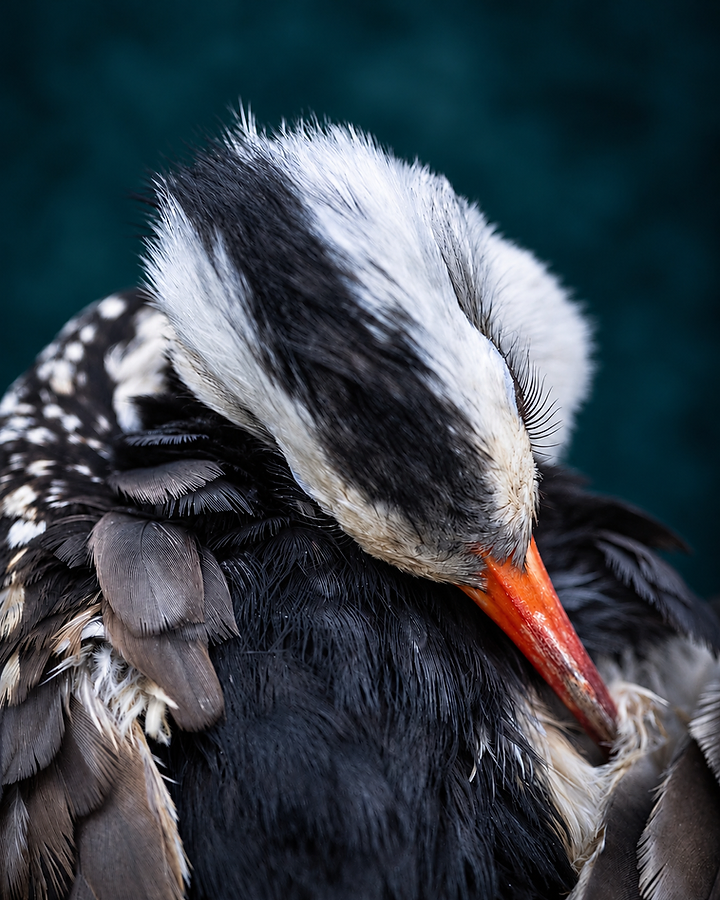 Close study of the bird grooming, head bowed and streaked crest fanned above its curved orange bill.