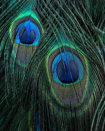 Close-up of a peacock feathers revealing the extraordinary artistry hidden within nature's finest details