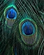 Close-up of a peacock feathers revealing the extraordinary artistry hidden within nature's finest details