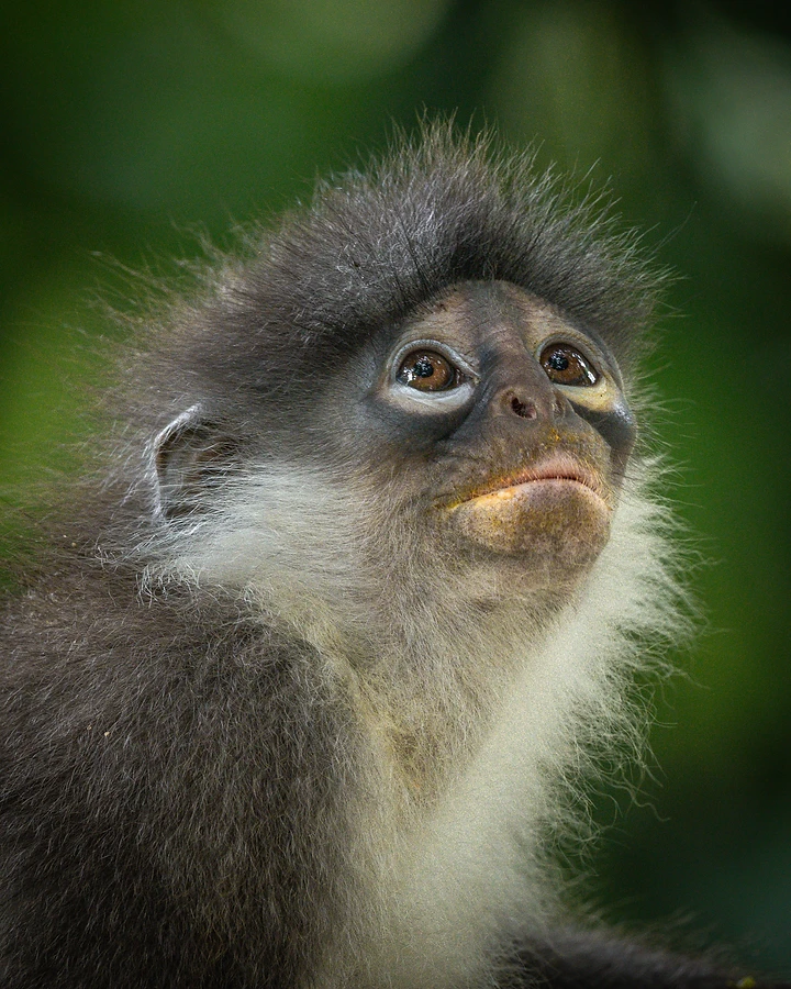 Low-angle portrait looking upward, charcoal face and amber eyes above a pale fringe of neck fur.