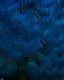 Cascading fan of fine blue feather barbs with emerald and teal accents, shafts radiating toward the lower right.