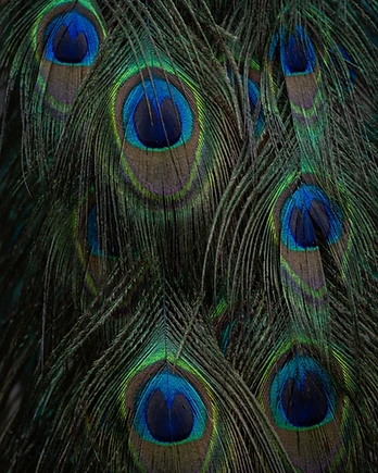 A tapestry of peacock feathers
