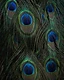 A tapestry of peacock feathers