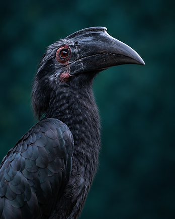 A female Black Hornbill in profile, charcoal feathers and a crimson eye against dark forest bokeh.