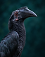 A female Black Hornbill in profile, charcoal feathers and a crimson eye against dark forest bokeh.