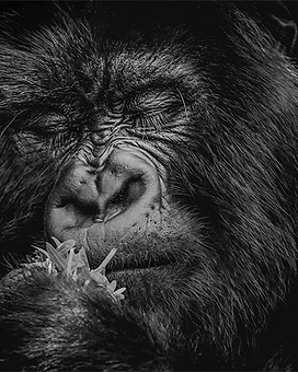 Calm Before the Chew — gorilla resting, eyes closed, holding a tuft of vegetation