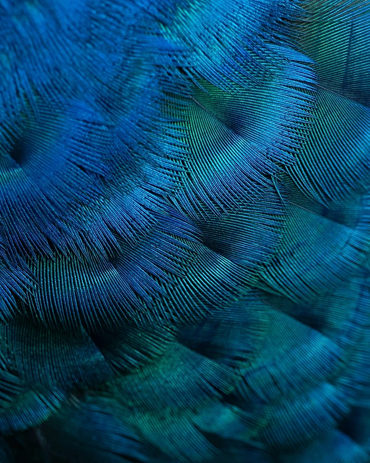 Dense field of iridescent peacock barbs in electric blue and deep teal, fanning into shadowed navy overlaps.