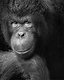 Expression, in Monochrome