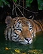 A Malayan tiger wading chest-deep in dark green river water, head and striped shoulders above the surface, looking toward the camera