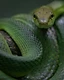 Coiled in effortless elegance, a red-tailed green ratsnake emerges from the shadows with an unwavering gaze