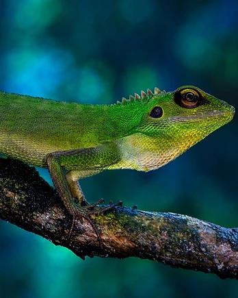 An oriental garden lizard rests confidently upon a weathered branch, its vivid emerald scales glowing against a dreamlike backdrop of cool blue bokeh.