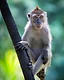 Macaque staring directly at the camera while holding a tree branch