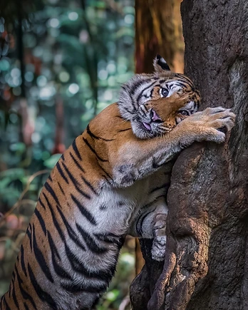 A Malayan tiger wraps its powerful forelimbs around a tree