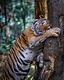 A Malayan tiger wraps its powerful forelimbs around a tree