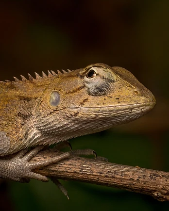 An oriental garden lizard rests quietly on a weathered branch