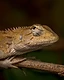 An oriental garden lizard rests quietly on a weathered branch