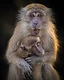 Canon Asia Feature
