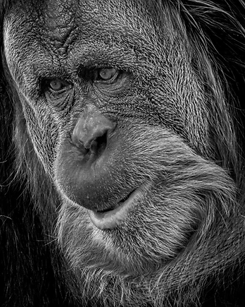 A striking monochrome portrait of an orangutan, its steady gaze and deeply textured fur conveying a quiet sense of strength and resolve.