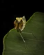 Perched on the edge of a broad green leaf, a praying mantis fixes its remarkable gaze directly toward the viewer