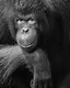 Expression, in Monochrome