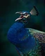 With its head raised and beak wide open, a peacock releases a powerful call that echoes through its surroundings.