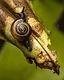 A Draparnaud's glass snail pauses delicately on the frayed edge of a weathered leaf