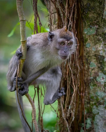 Macaque gripping a branch and staring at the camera