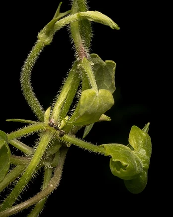 Delicate stems weave a web of fine hairs, creating an intricate natural lattice where a tiny ant quietly navigates its way