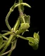 Delicate stems weave a web of fine hairs, creating an intricate natural lattice where a tiny ant quietly navigates its way