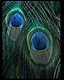 Two peacock ocelli in diagonal close-up, royal blue pupils ringed with turquoise, bronze and emerald above dark radiating barbs.