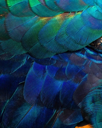 An intimate close-up reveals the remarkable architecture of a peacock's plumage