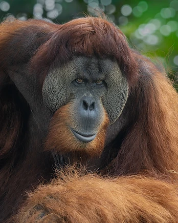 A close-up monochrome-toned portrait of a male orangutan with full cheek pads staring directly into the lens against blurred forest green