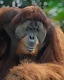 A close-up monochrome-toned portrait of a male orangutan with full cheek pads staring directly into the lens against blurred forest green