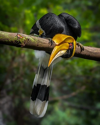 Perched high above the forest floor, a great hornbill lowers its head in quiet observation