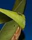 A tiny jumping spider pauses at the tip of a slender green leaf, its compact body poised with quiet confidence above a rich blue backdrop