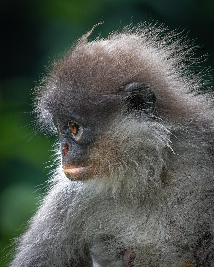 The langur in profile facing left, tufted dark crest and wispy white cheek fur soft against blurred green foliage.