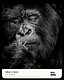 Global Lens Awards Feature