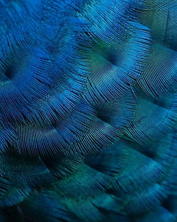 An intimate study of peacock plumage reveals a world of remarkable texture, color, and design.