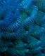 An intimate study of peacock plumage reveals a world of remarkable texture, color, and design.