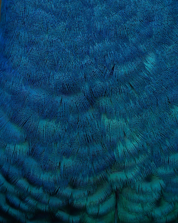 Scalloped rows of peacock plumage filling the frame, electric blue barbules catching a soft iridescent sheen.