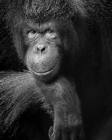 Orangutan resting its hands on its chin and staring at the camera