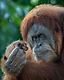 Canon Asia Feature
