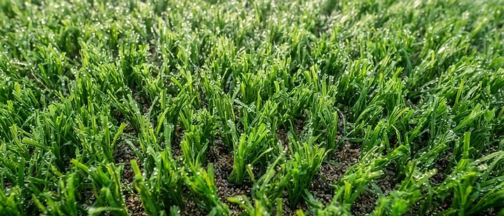 After Jazzy Turf rejuvenation