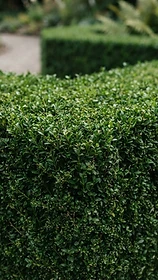 Macro close-up of professionally hedged boxwood edges