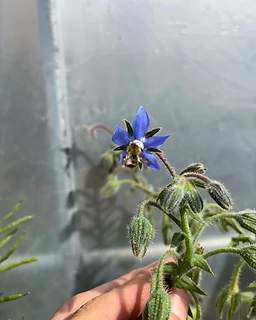 From the Levin's Harvest garden