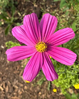 From the Levin's Harvest garden