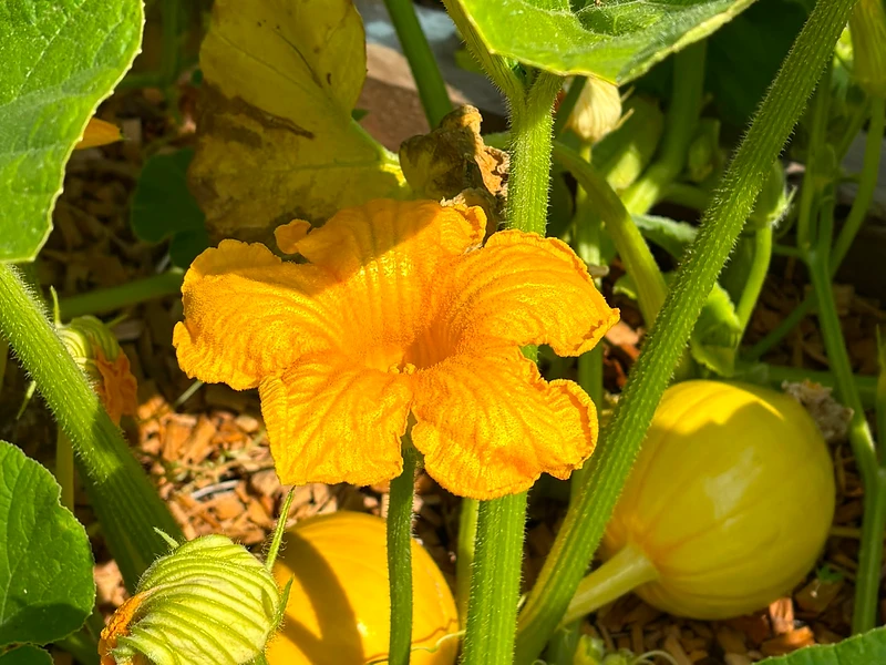 The harvest, gathered